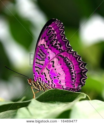 rosa fjäril på blad