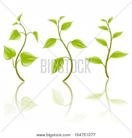 Branches. Foliage design elements. Vector illustration.