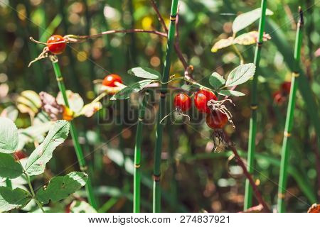 Ripe Rosehip Fruit Close Up. Dog-rose Grow With Equisetum On Bokeh Background. Herbal Treatment. Thi