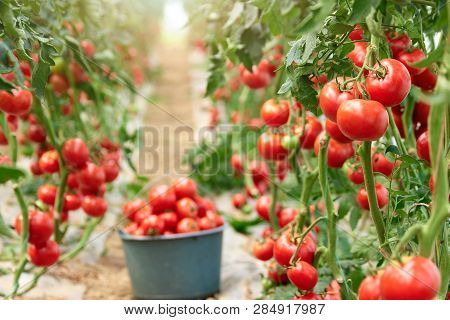 Ripe Tomatoes In Greenhouse Ready To Pick. Fresh Red Tomatoes In Greenhouse. Harvesting Of Healthy V