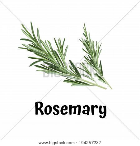 Rosemary illustration. Vector Rosemary art. Rosemary spices, herbs