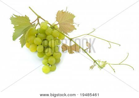 cluster of green grapes on  branch isolated on white