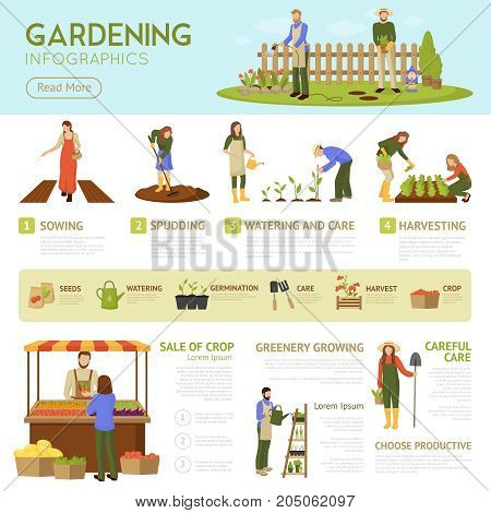 Gardening infographics template with horticulture banner, information about stages of growing plants, sale of crop vector illustration