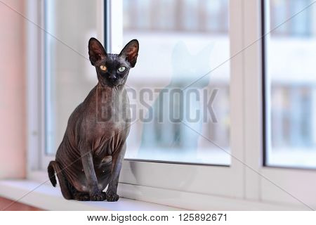 Cute sphynx hairless cat with big ears sitting like a statuette besides a window