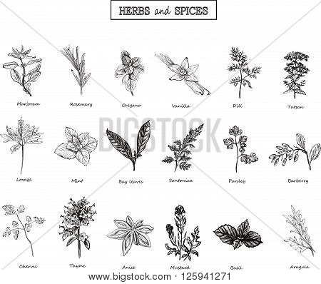 Herbs and spices set. Medicinal herbs. Organic healing herbs. Vector spices and herbs illustrations. Hand drawn herbs and spices. Herbs and spices sketches. Officinale plants. Botanical illustrations..