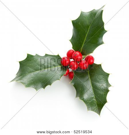 European Holly (Ilex aquifolium) leaves and fruit