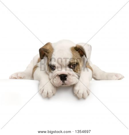  English Bulldog Puppy