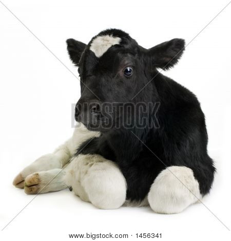 Calf