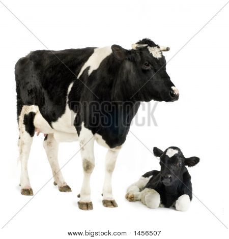 Cow And Her Calf