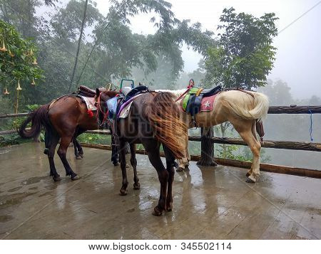 Horse Ride Through Jungle In Vacation. Horse In Stall. Brown Horse Portrait. Horses. Riding A Horse.