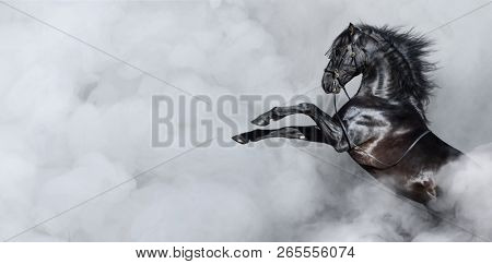 Black Spanish horse rearing in light smoke. Horizontal photo with space for text.