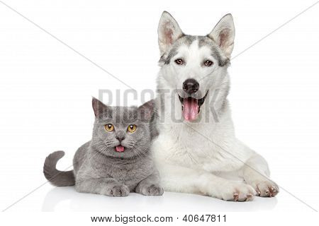 Cat And Dog Together On A White Background