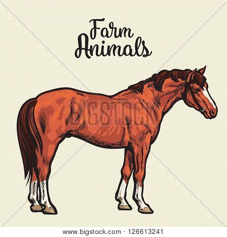 brown horse, vector illustration sketch of a hand-drawn with a single animal, the only brown horse, pet and animal fermeskoe young stallion, a horse farm, Chestnut horse isolated