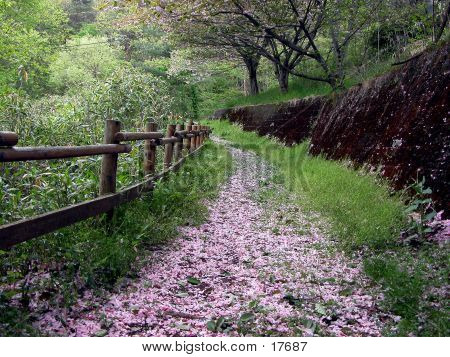 Spring Path