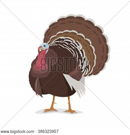 Turkey Vector Cartoon Mascot, Poultry Farm Fowl, Symbol Of Thanksgiving Day Holidays. Livestock Dome