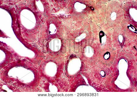 Histology Human Image & Photo (Free Trial) | Bigstock