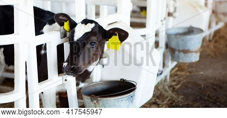 A Cute Black And White Calf In A Calf Barn At The Feeder, On A Dairy Farm. Calf Head Close-up. Milk 