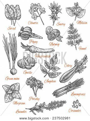 Herbs And Spices Sketch Icons. Vector Isolated Set Of Sorrel, Cilantro Or Savory And Melissa Flavori