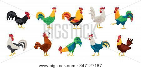 Cock Of Animal Isolated Cartoon Set Icon.vector Illustration Set Rooster Cockerel.vector Cartoon Ico