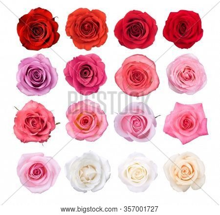 Close Up Of Rose Flower. Pink Rose, Red Rose, Rose Background, Rose In Nature, Rose Images, Portrait