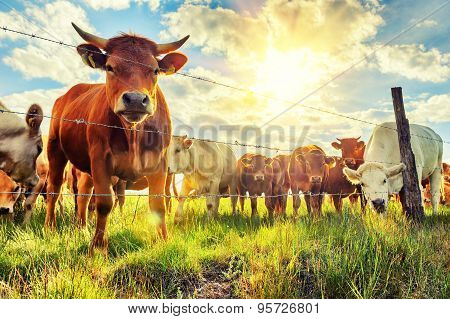 Herd Of Young Calves Looking At Camera