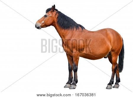 Horse isolated on white background. Farm animals. Brown bay horse isolated on white background. Beautiful horse in front of white background