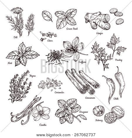 Spices And Herbs. Hand Drawn Ginger And Chilli Pepper, Saffron And Vanilla. Sketch Spices Vector Col