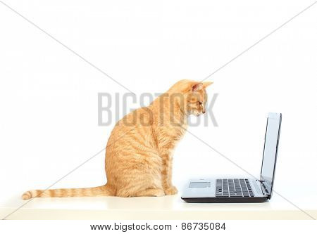 Red domestic cat isolated on white background.