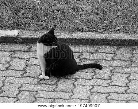 Black And White Domestic Cat