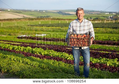 Farmer With Organic Tomato Crop On Farm