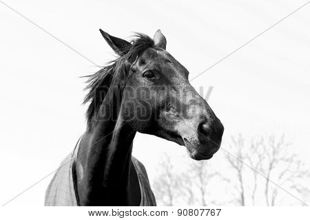 Black White Elegant Horse Head Landscape