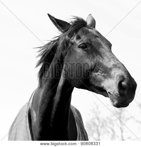 Black White Elegant Horse Head