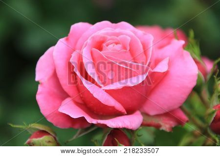 Pink garden rose. Pink rose. Rose background. Pink rose background. Romantic background. Lovely pink rose. Rose. Garden rose. Rose background. Park rose.