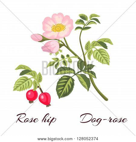 Dog-rose branch with leaves and flowers. Wild rose. Rosa canina. Rose hip also known as rose haw or rose hep.Vector illustration.