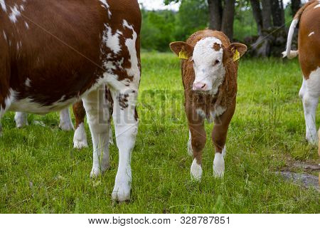 A Small Little Brown Calf With White Head Stands In A Field With Big Cows. Group Of Cows. Breeding C