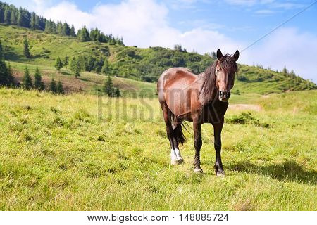 Horse grazing in meadow in mountain valley. Horse grazing in summer mountain pasture. One brown horse on mountain pasture in Carpathians look at the camera