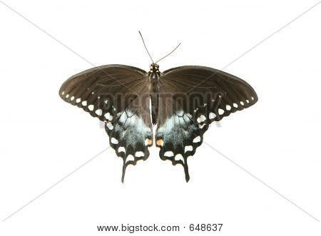 Spicebrush Swallowtail Butterfly