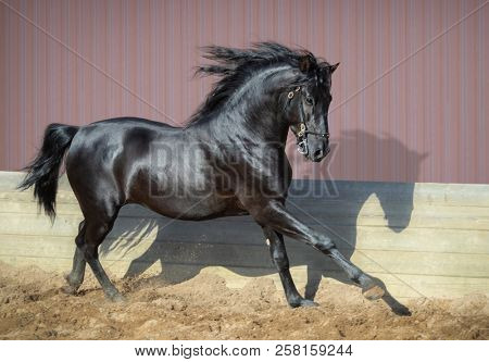 Beautiful black Andalusian horse running in paddock at sunset.