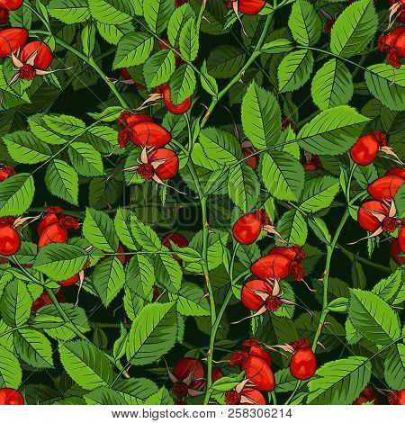 Dogrose Seamless Pattern, Luxury Wild Briar Rose. Rosehip Romance Fabric Textile Design With Black B