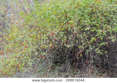 Hips Bush With Ripe Berries. Berries Of A Dogrose On A Bush. Fruits Of Wild Roses. Thorny Dogrose. R