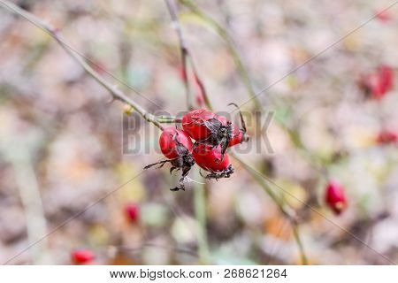 Hips Bush With Ripe Berries. Berries Of A Dogrose On A Bush. Fruits Of Wild Roses. Thorny Dogrose. R