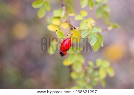 Hips Bush With Ripe Berries. Berries Of A Dogrose On A Bush. Fruits Of Wild Roses. Thorny Dogrose. R