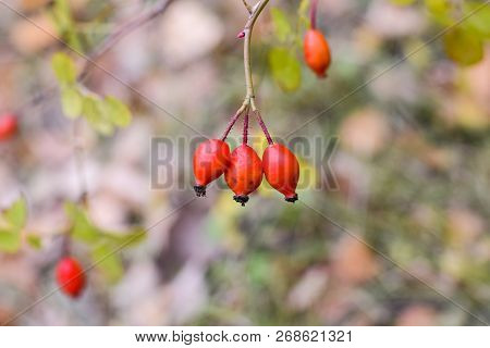 Hips Bush With Ripe Berries. Berries Of A Dogrose On A Bush. Fruits Of Wild Roses. Thorny Dogrose. R