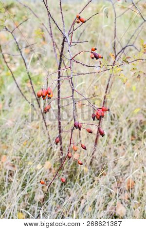 Hips Bush With Ripe Berries. Berries Of A Dogrose On A Bush. Fruits Of Wild Roses. Thorny Dogrose. R