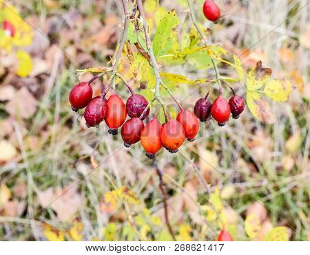 Hips Bush With Ripe Berries. Berries Of A Dogrose On A Bush. Fruits Of Wild Roses. Thorny Dogrose. R