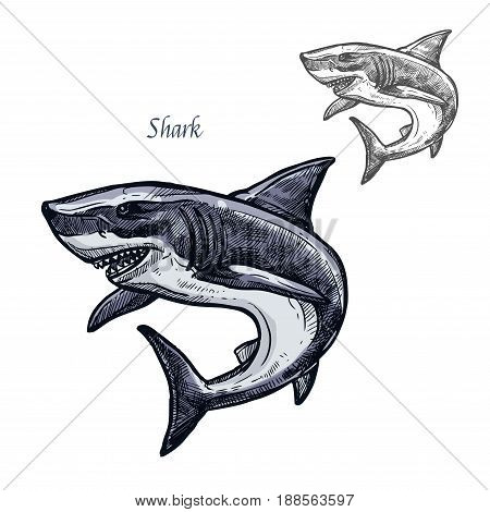 Shark sketch vector fish icon. Isolated ocean predatory white shark fish species. Isolated fauna and zoology symbol or emblem for fishing club or fishery market