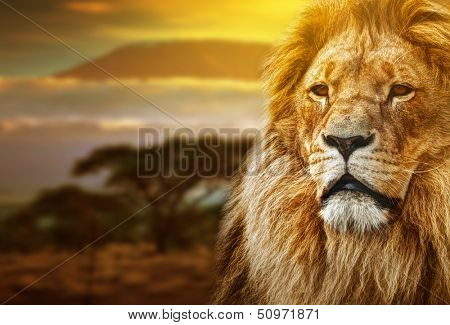 Lion portrait on savanna landscape background and Mount Kilimanjaro at sunset