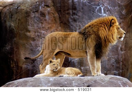 Животное - Африканский лев (panthera Leo Krugeri)