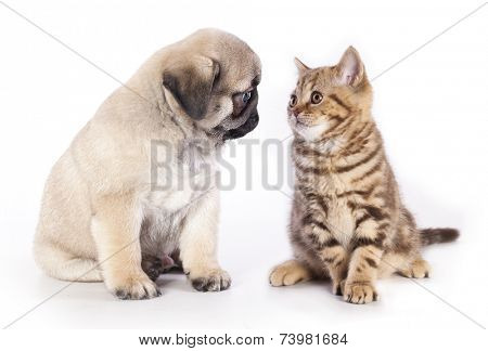 pug puppy and kitten