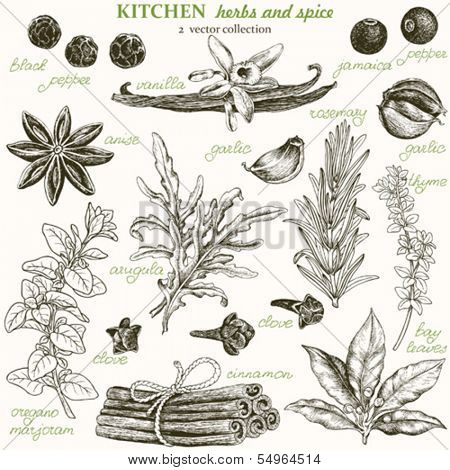 Kitchen herbs and spice, vector collection 2.